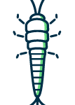 Silverfish